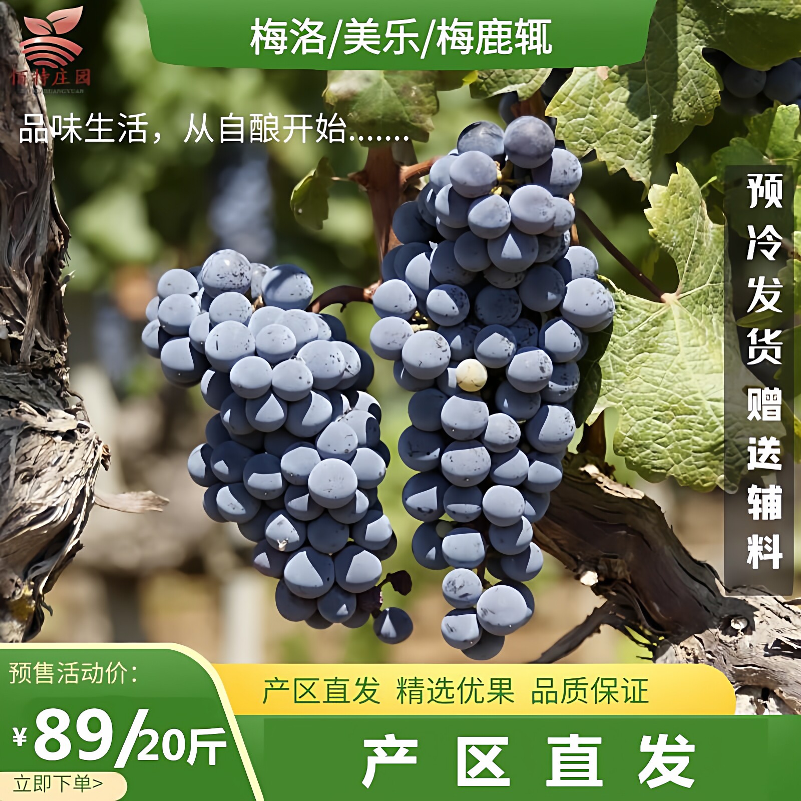 宁夏产区梅洛酿酒葡萄新鲜现摘现发美乐梅鹿辄赤霞珠自酿红酒