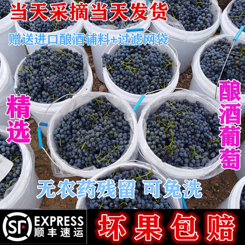 宁夏产区酿酒葡萄新鲜蓝莓葡萄