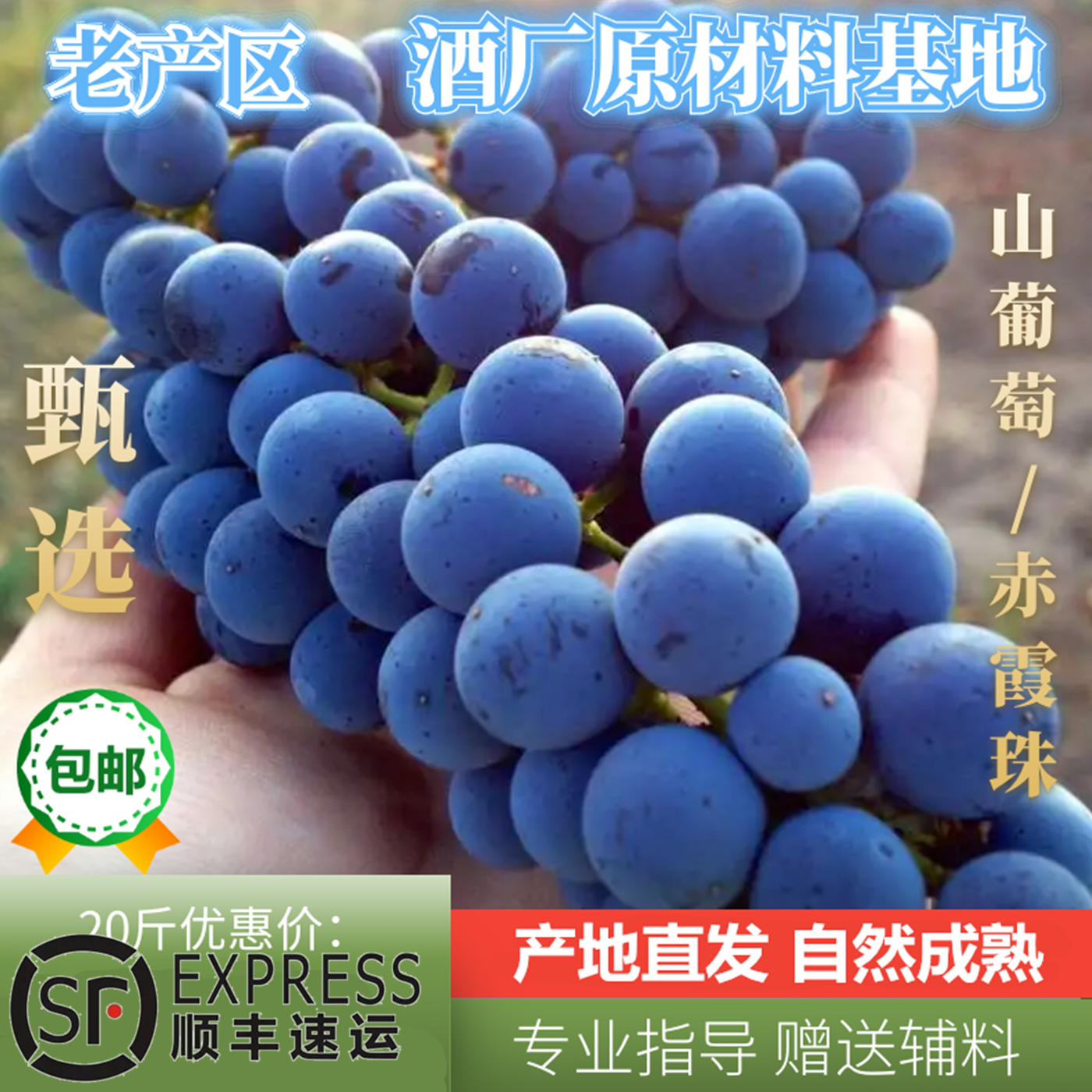 宁夏产区赤霞珠新鲜现摘酿酒葡萄20斤梅洛美乐马瑟兰赤霞珠自酿