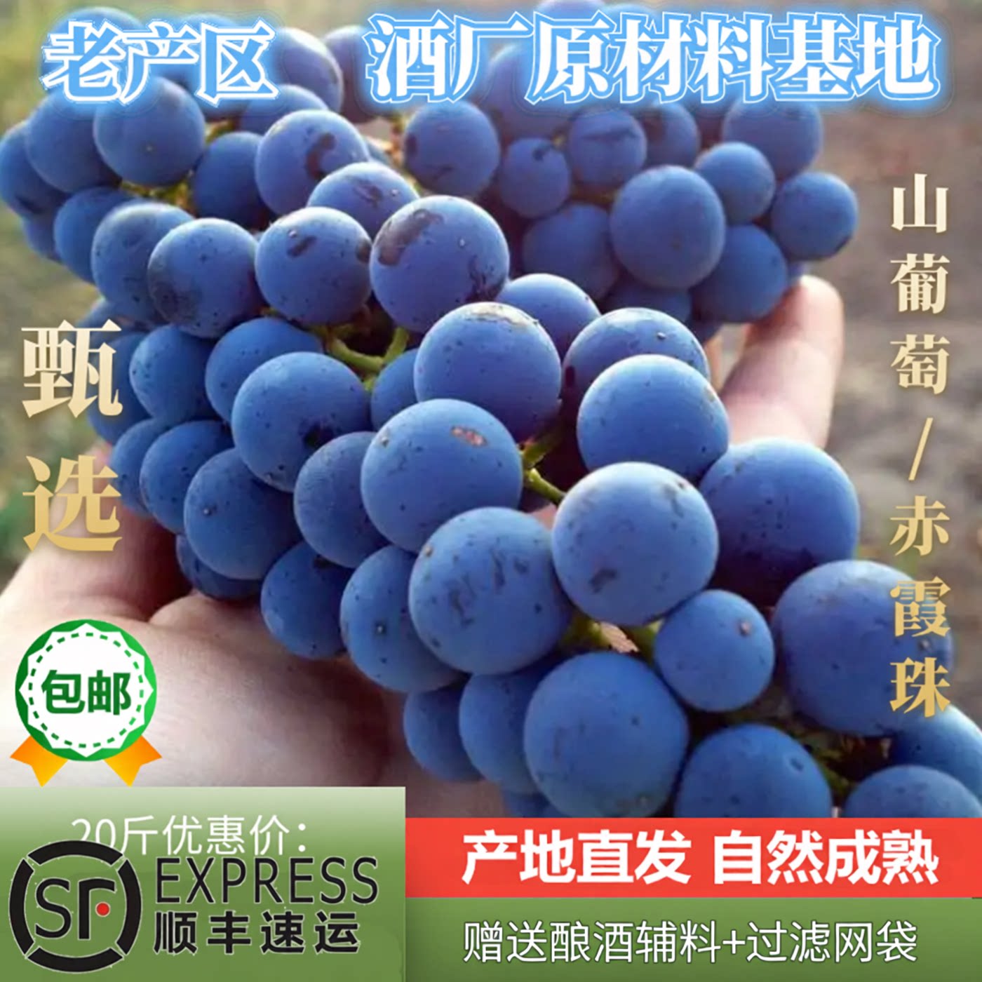 宁夏产区赤霞珠新鲜现摘酿酒葡萄20斤梅洛美乐马瑟兰赤霞珠自酿