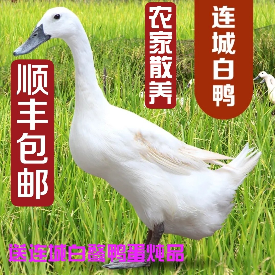 足三年正宗连城白鹜老鸭农家散养福建白鹜鸭活体现杀白鸭顺丰包邮