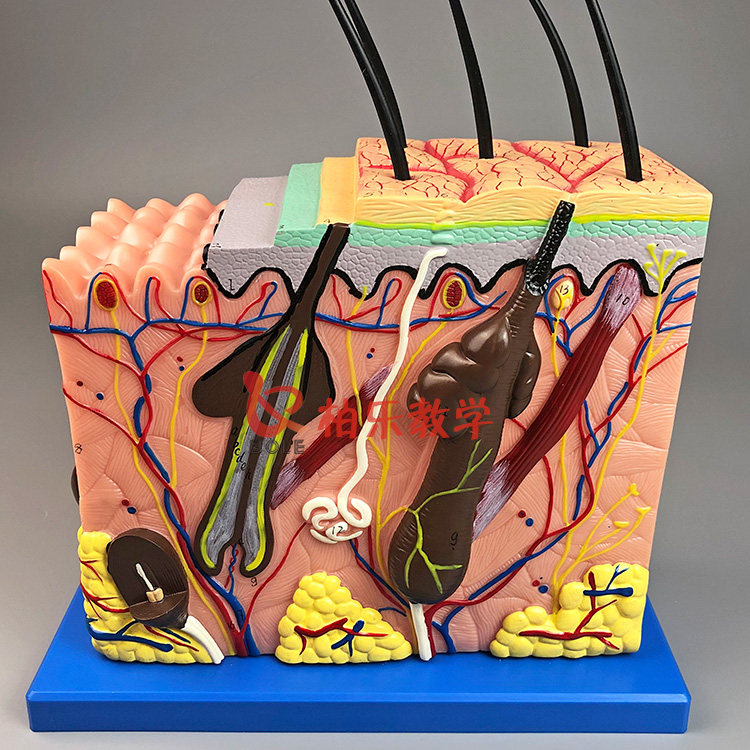 立体皮肤组织结构放大模型层次人体构造分层解剖模具美容整形毛发