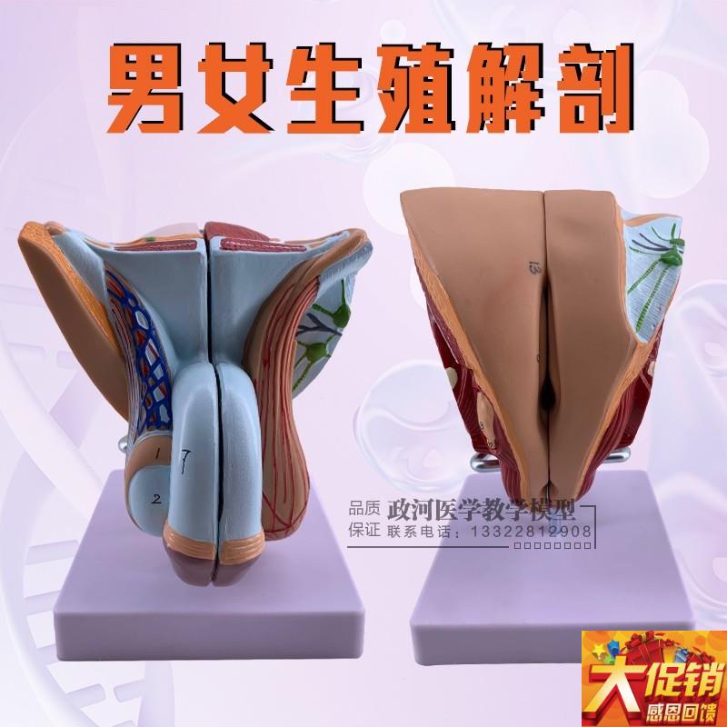 教学仿真男性生殖器泌尿系统标本内外生殖器O睾丸解剖模型医疗教