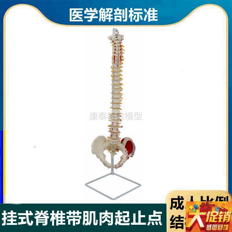 人体脊柱模型1比k1仿真椎间盘脊神经骨盆股骨头正骨医用中医按摩