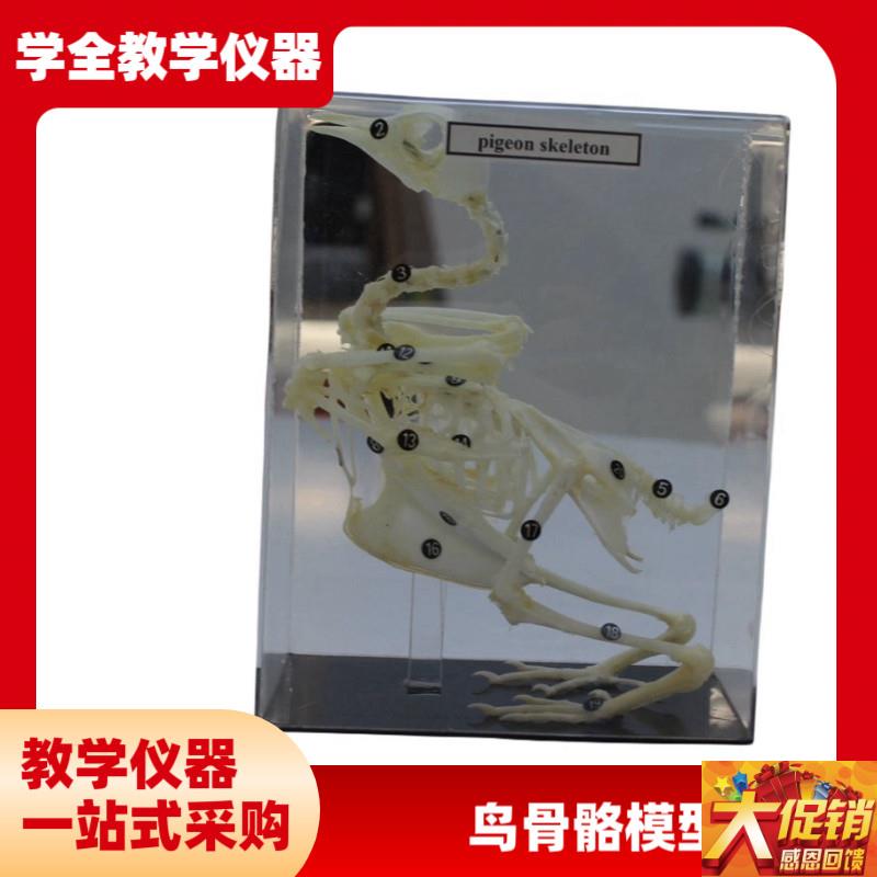 中英文版鸽骨骼结构鸟p兽骨骼结构模型教学教具厂家 中学教学仪器