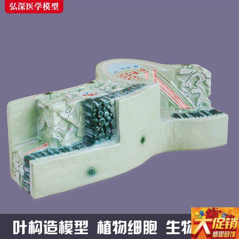 树叶构造模型植物细胞组织结构叶脉纵横切面生物教学模Z具道具教