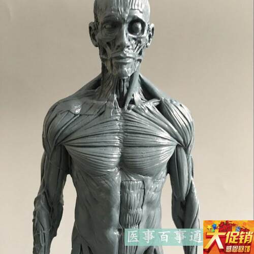30cm艺用人体模型肌肉骨骼解剖人体结构美术模型CG绘W画雕塑肌肉