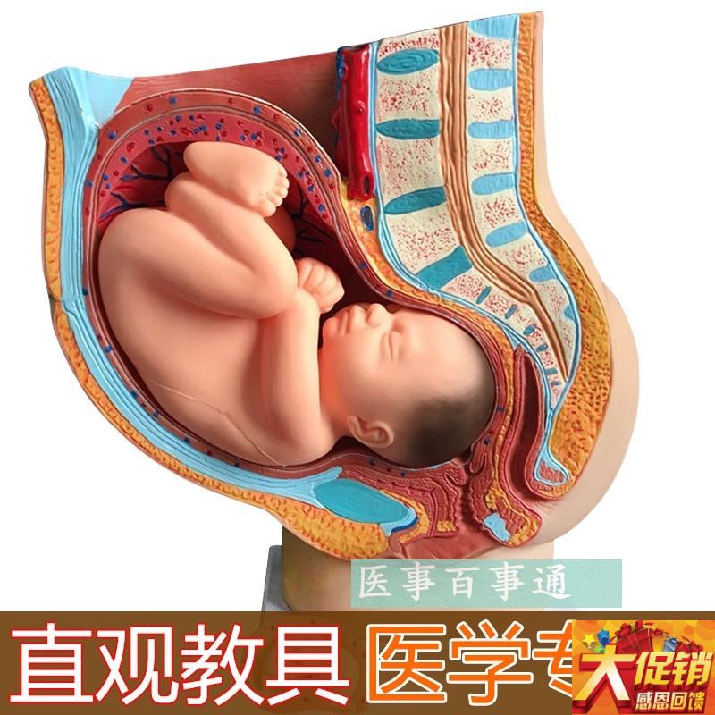骨盆含妊娠九个月胎儿模具/女性矢状解剖九个月/怀孕胎X儿模型40