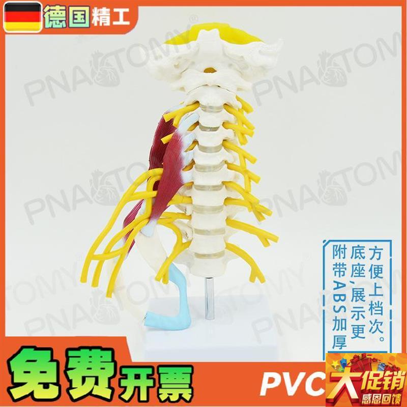 德国】人体颈椎肌肉神经骨骼解剖A模型动脉枕骨椎间盘医学骨科疼