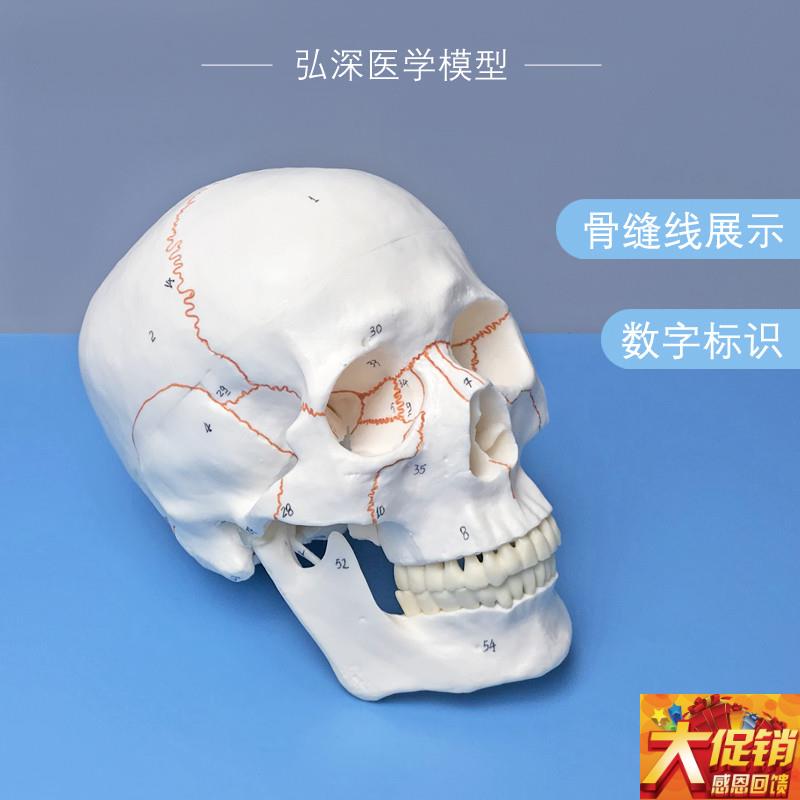 人体头骨模型带骨j缝线数字标识颅骨骼解剖结构骷髅教学类模具骨