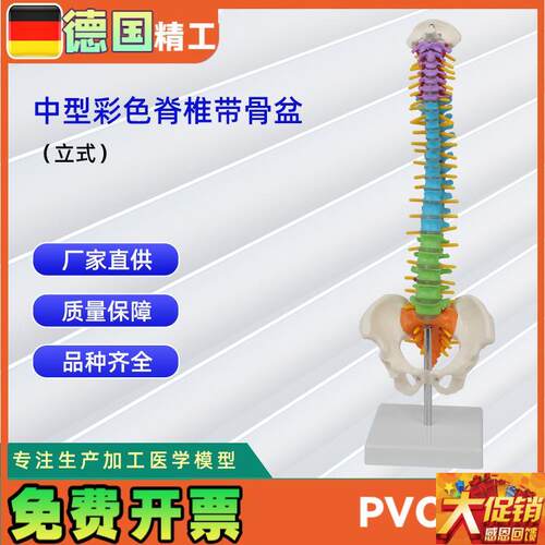 中型彩色脊椎带骨盆立式45CM脊椎颈椎R骨骼模型推拿骨科