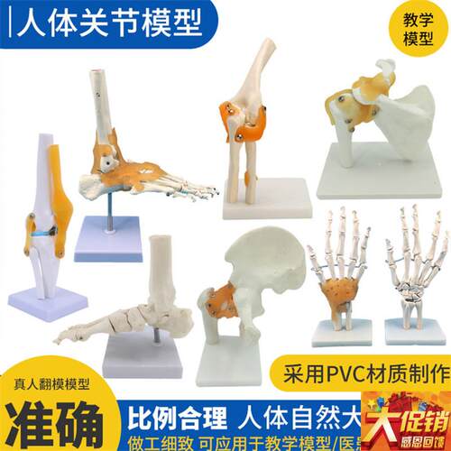 人体膝关节模型肩关节肘关节手关节脚关节髋L关节模型1:1骨骼模型