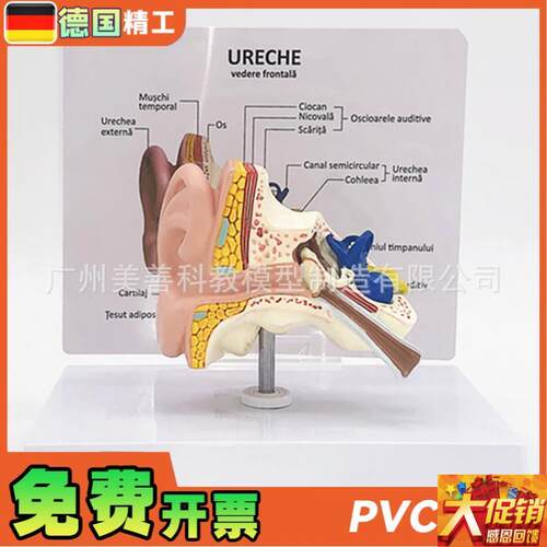 自然大耳解剖模型 1:1比例人体耳朵构造解M剖模型医学博士精心研