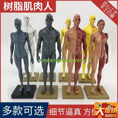 30cm艺用人体模型 o肌肉骨骼解剖人体结构美术模型 CG绘画雕塑教