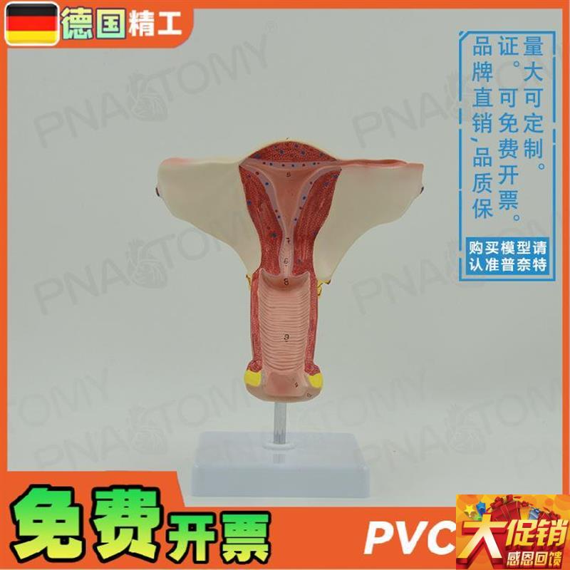 德国】女性人体子宫卵巢r模型妇产科妇科产后修复教学计生演示教
