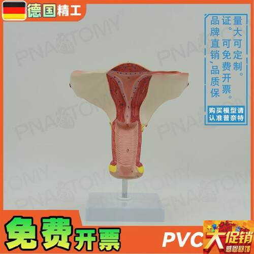 德国】女性人体子宫卵巢r模型妇产科妇科产后修复教学计生演示教