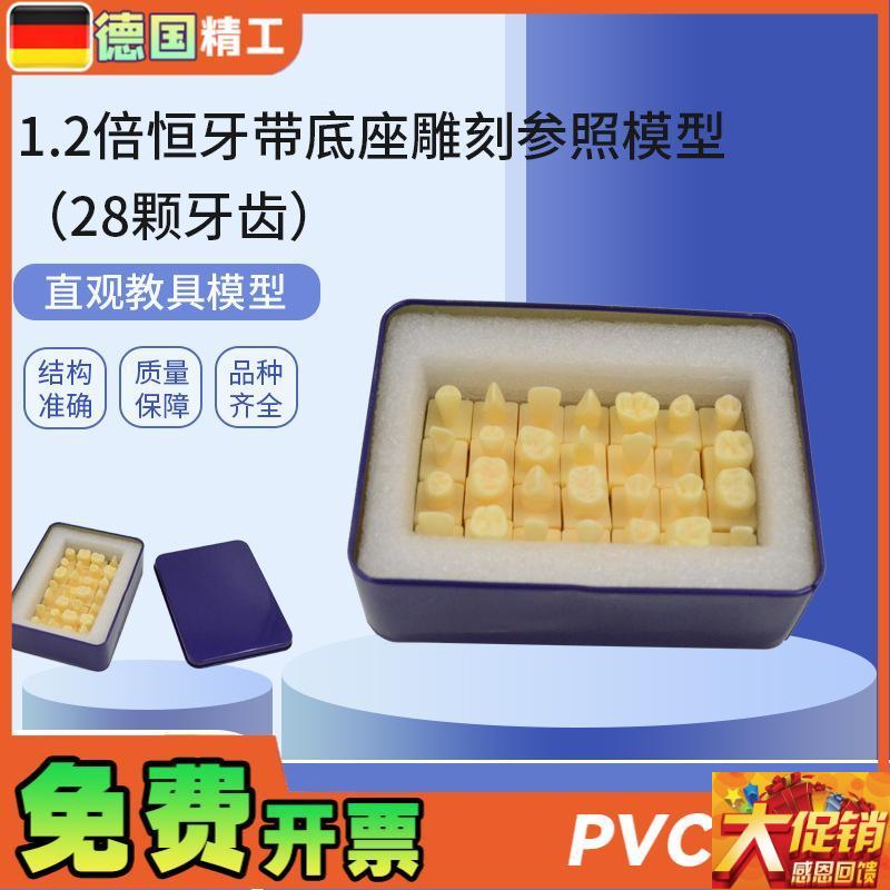 德国PNT-ORj18 1.2倍恒牙带底座雕刻参照(28颗牙齿)仿真离体牙模