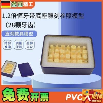 德国PNT-ORj18 1.2倍恒牙带底座雕刻参照(28颗牙齿)仿真离体牙模