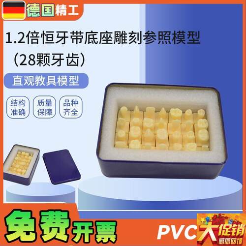 德国PNT-ORj18 1.2倍恒牙带底座雕刻参照(28颗牙齿)仿真离体牙模