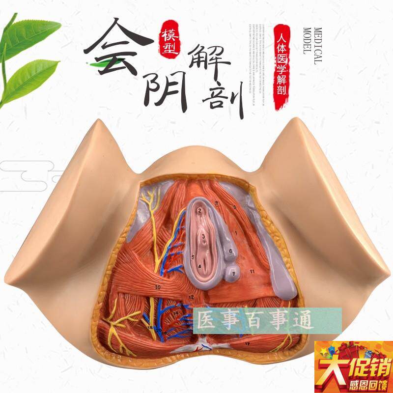 女性会阴模型 会阴解剖模型 妇科解剖模型 女性T生殖器官解剖模型