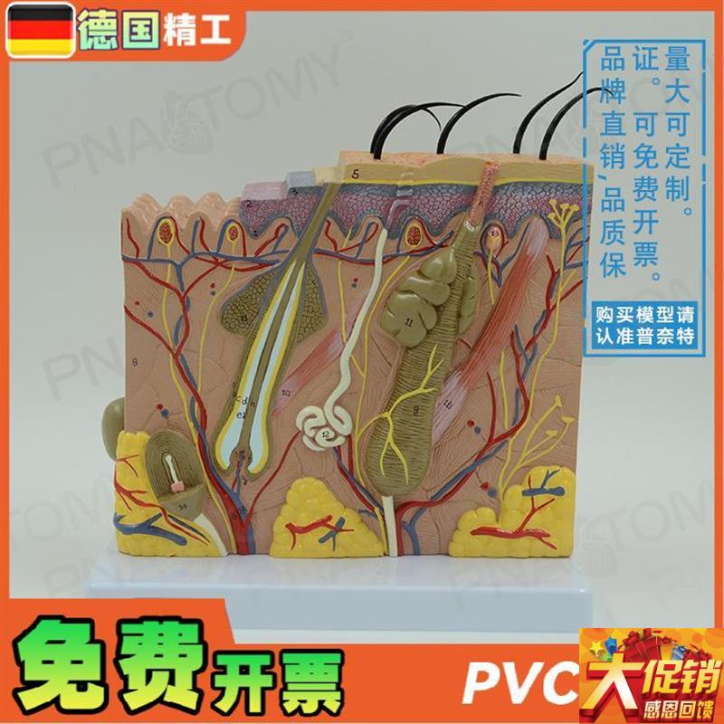 德国】立体医学人m体皮肤结构层次模型美容教学微整形 皮肤科