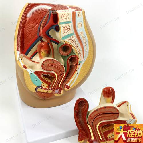 女性盆腔解剖模型生殖泌尿子宫妇I科医学教育模型骨盆模型