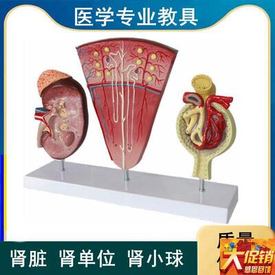 人体肾脏肾d单位肾小球肾小管泌尿系统内脏医学生解剖教学病理肾