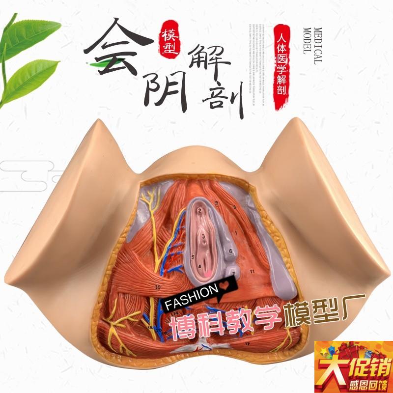女性会阴模型 尿生殖三角 肛门 生D殖系统模型 女性盆腔模型 外阴