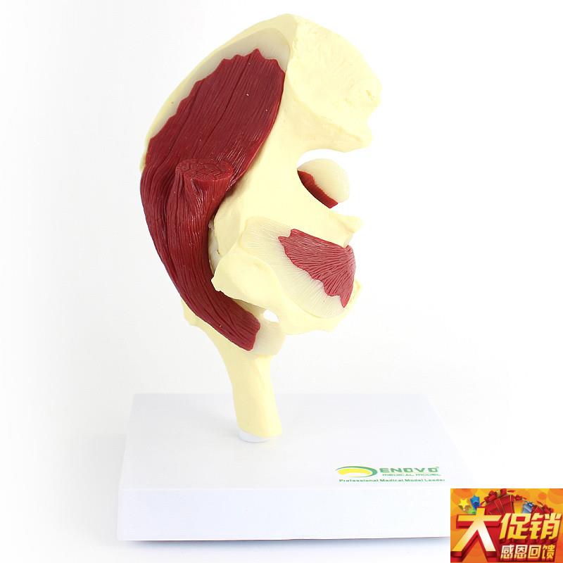 ENOVO颐诺 人体髋关节附肌肉E模型 关节肌肉 运动解剖髋肌