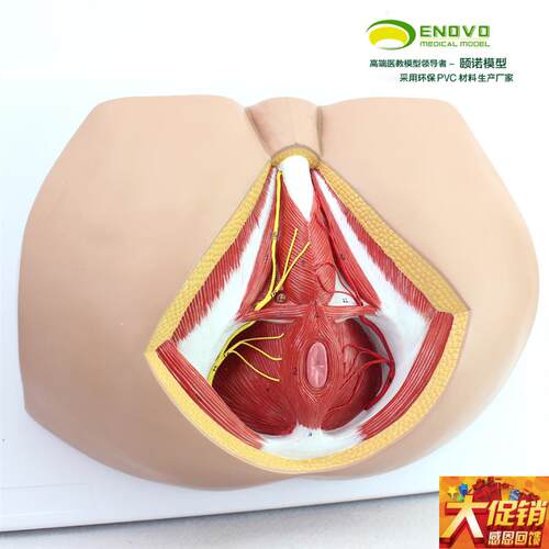 颐诺正品 c男性会阴盆部血管神经erineum解剖模型 生殖泌尿肛肠科