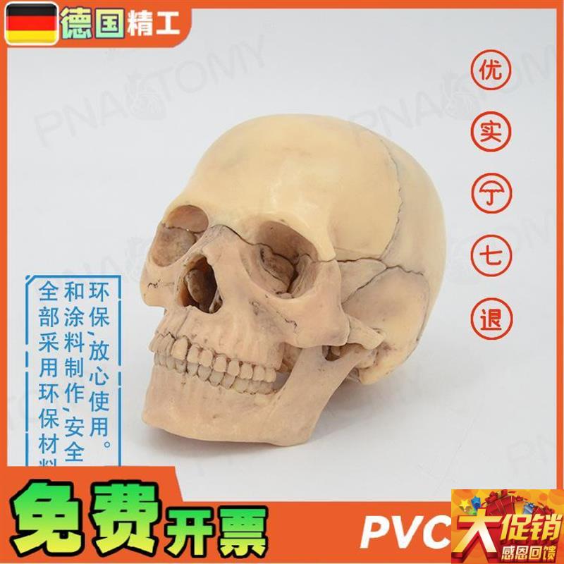 德国】颅骨小骷髅头模型仿真人头骨原色可拆卸15部V件 美术临摹素