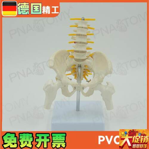 小型5节腰椎带骨盆股骨脊神经骨N骼模型 妇产科骨科疼痛科标本