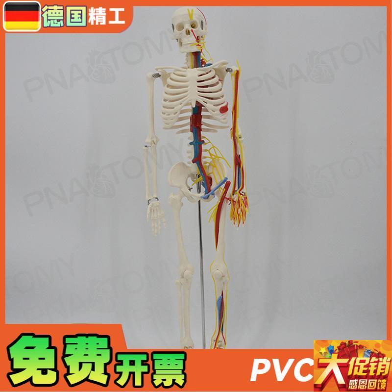 德国】85dcm人体骨骼模型带神经血管心脏大脑可拆卸 教学正骨康复