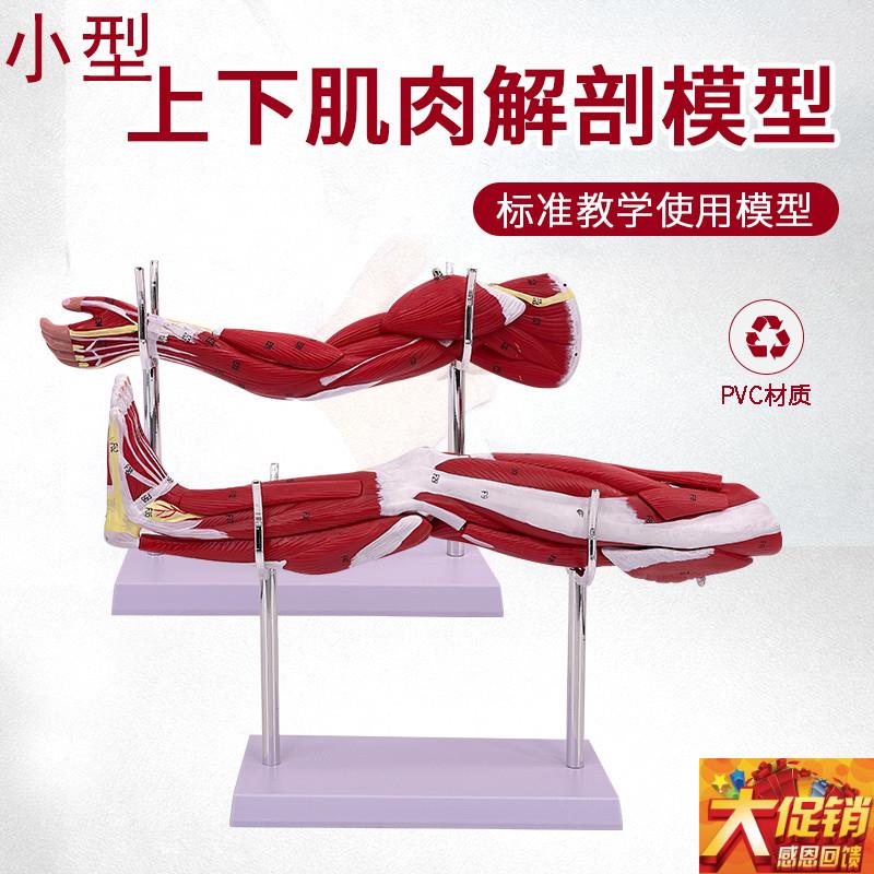 医学人体下肢肌肉血管神经模型腿部运动系R统 上肢肌肉解剖