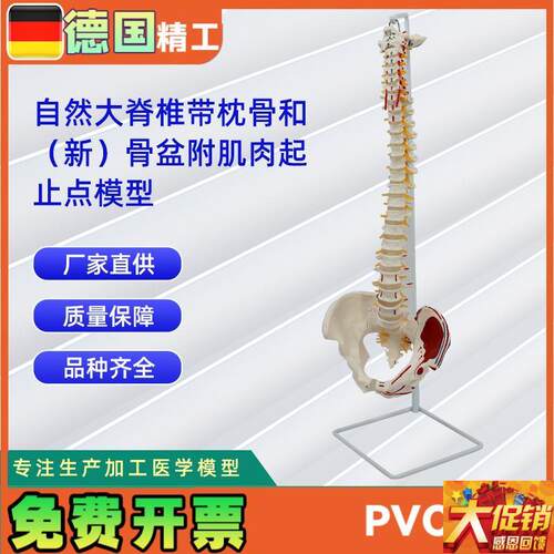 自然大脊椎带枕k骨和新骨盆附肌肉起止点模型人体骨骼教学模型