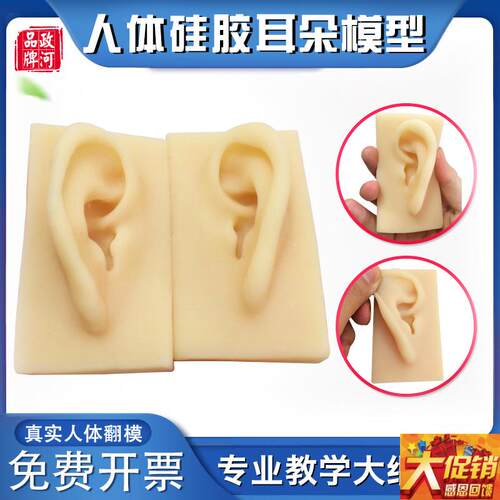 政河硅胶耳d朵模型微整容整型练习模具医院耳鼻喉科展示人体教学