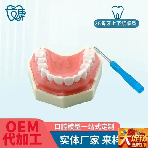 备牙模型开髓牙仿真种植牙t科牙粒口腔离体牙树脂牙考试专用牙包