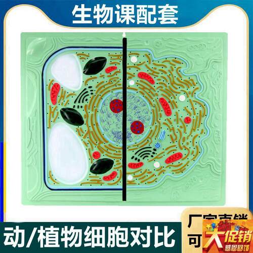 动植物细胞对f比 细胞器 细胞核 叶绿体 植物细胞可拆卸 生物课用