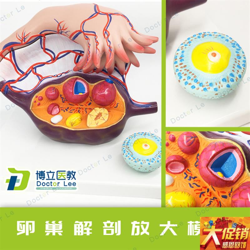 卵巢解剖放d大模型,卵巢模型女性子宫卵巢结构模型卵泡发育输卵管