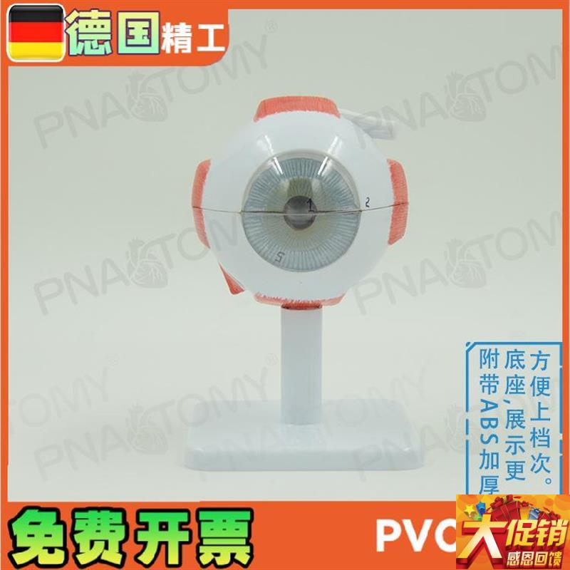 德国精工】眼球模型可拆放大眼科教C学eye 瞳孔虹膜晶状体医院礼