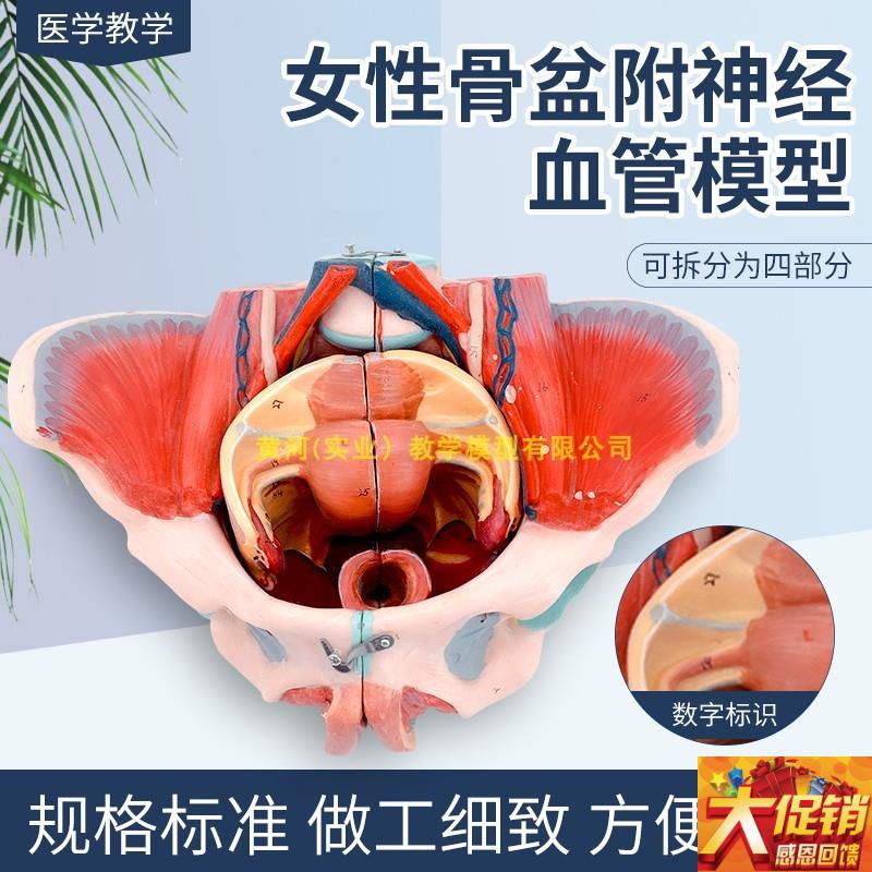 女性人体骨d盆附生殖器官血管神经肌肉解剖分娩演示教学盆底肌模