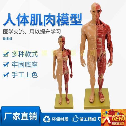CG参考b医学头雕绘画头骨模型半身像艺用人体肌肉骨骼解剖结构美