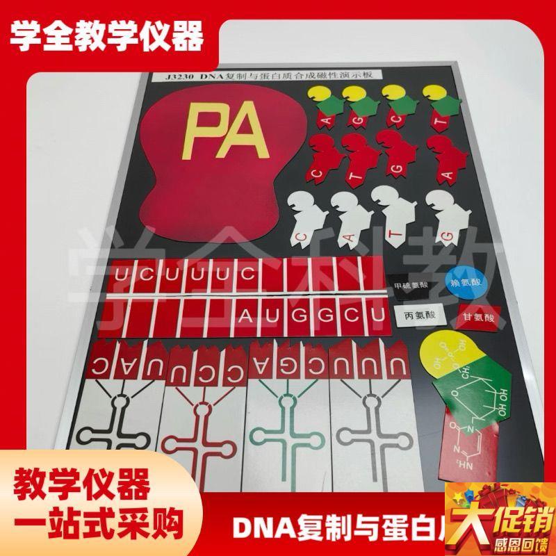 DNA复制与蛋白质合成磁性演示块 J3230磁板O生物实验器材教学仪器