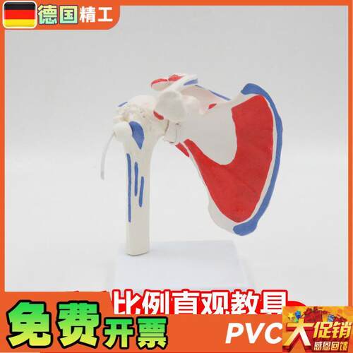 德国】肩关节模型可拆可弯曲带肌B肉起止点骨科健身瑜伽教学演示