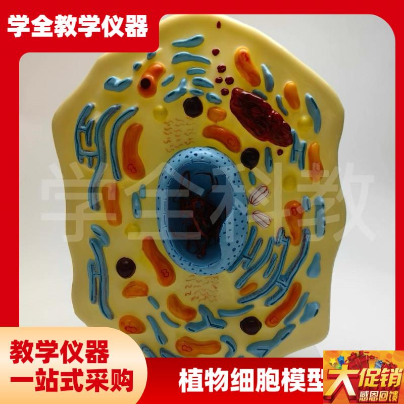 植物细胞模型 显微结构 解剖模型 D细胞膜 细胞质 细胞核 线粒体