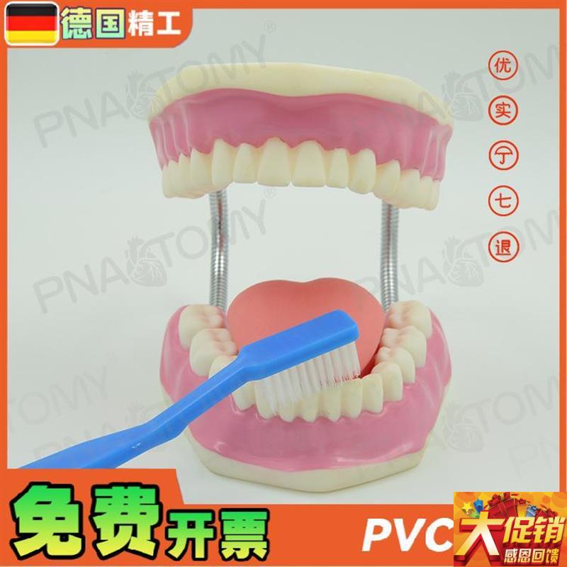 德国】牙齿模型幼儿园口腔教学刷牙示范玩具教学S 口腔科牙医保健