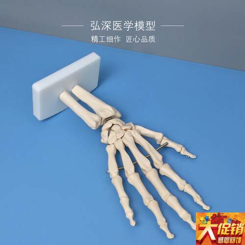 人体手骨模型手腕关节手部解剖手掌骨骼结M构韧带活动医学教学模