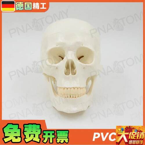 德国】1:1大小白色仿真人体头颅C骨骷髅头骨模型可拆卸 美术素描