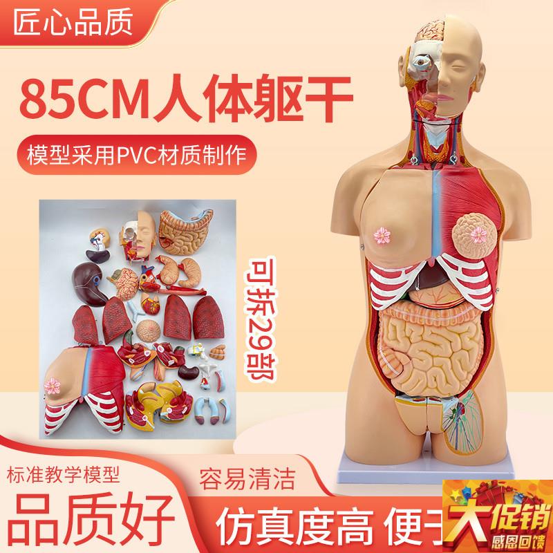 85cm人体躯干解剖可拆卸29部件器官可拆卸医学S教学心脏内脏模型