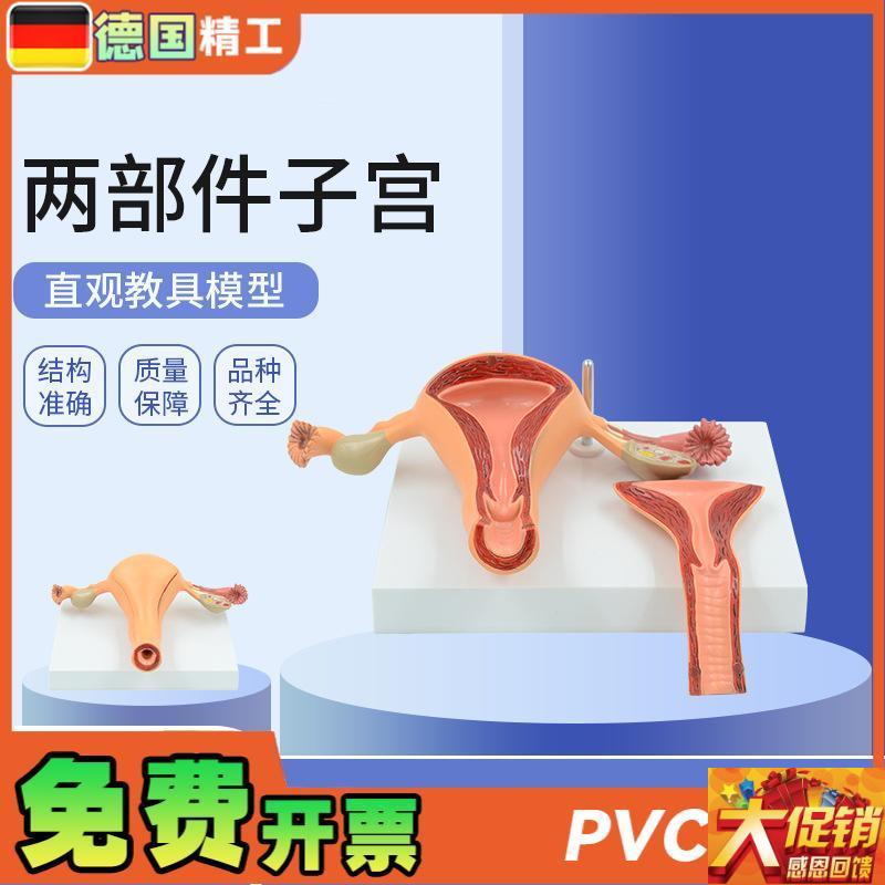 德国】仿真医学用女性内生t殖系统子宫卵巢解剖模型妇科产科计生